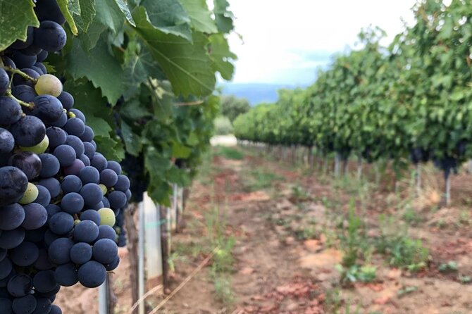 Frascati Day Tour: Road from Rome with Wine Tasting & Lunch - What you actually taste at the winery