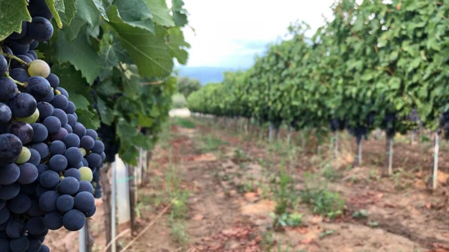Frascati Wine Road from Rome: Tasting & Lunch - Who will get the most from this outing