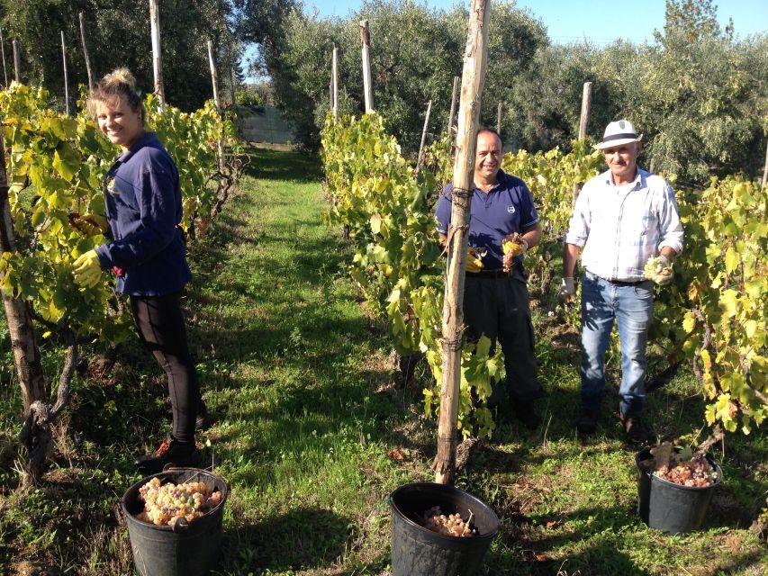 From Rome: Half-Day Frascati Wine Tour with Farmhouse Lunch - Key points to know before you book