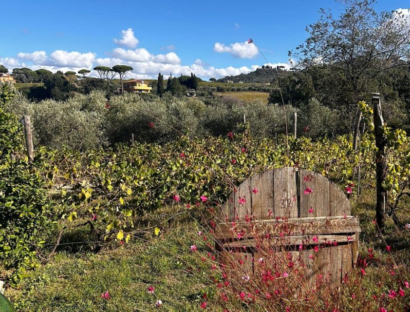 From Rome: Half-Day Frascati Wine Tour with Farmhouse Lunch - Walking through Frascati before the wine begins