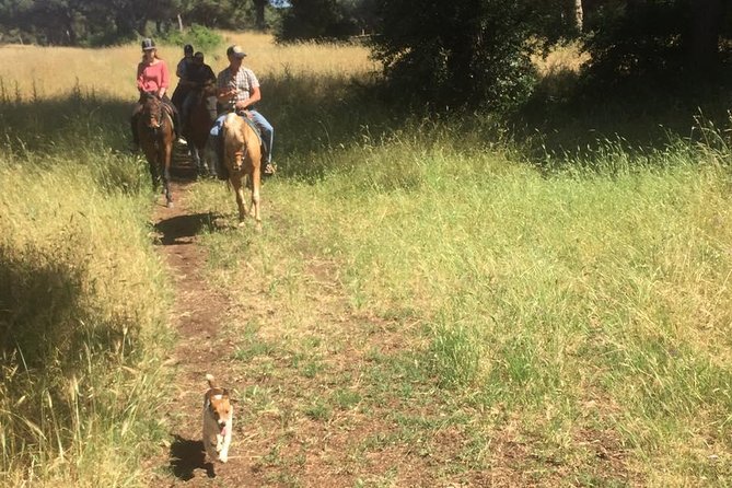 Horse Sanctuary & Trail Ride in Ostia Antica - At Cavalieri di Gaia, start with the horses