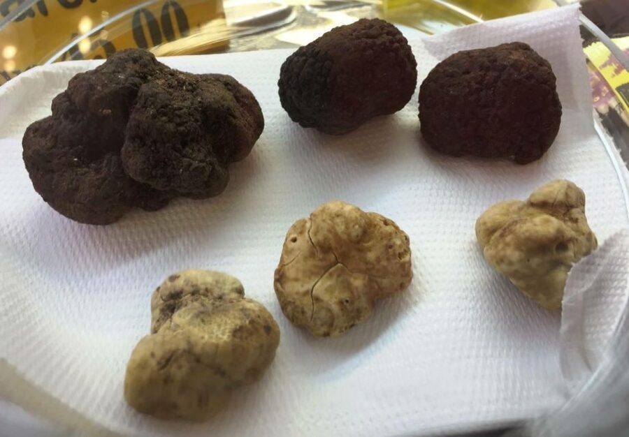 Rome: Award-Winning Roman Food Tours - A useful tour for families and mixed ages