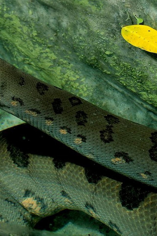Rome: Bioparco di Roma Zoological Garden Entry Ticket - The Reptile House deserves extra time