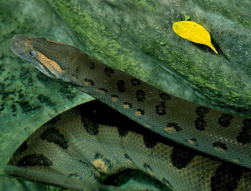 Rome: Bioparco di Roma Zoological Garden Entry Ticket - Is the $25 ticket good value?
